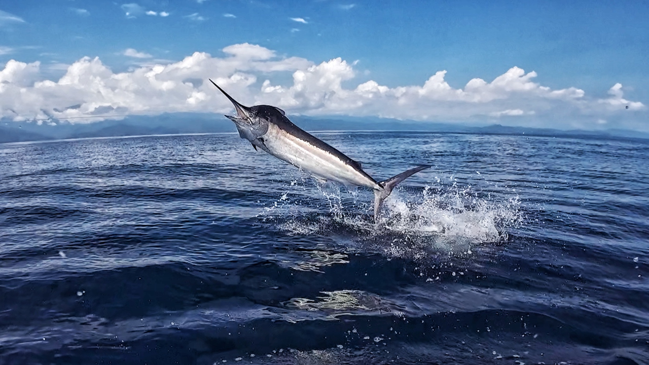 Sponsor Prospectus Slide 6